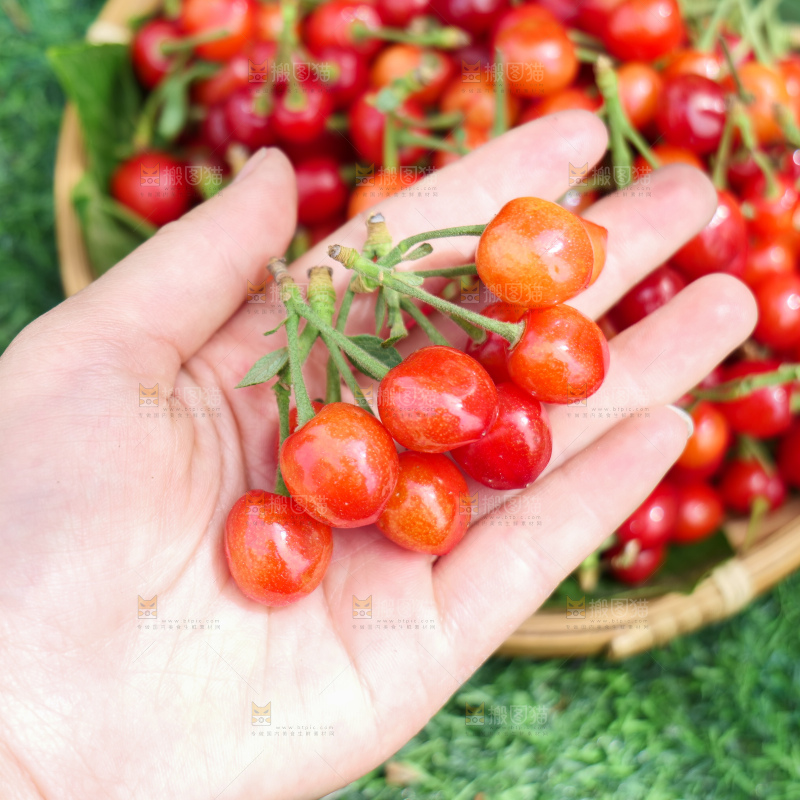 小樱桃
