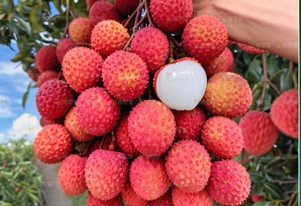 桂味荔枝
