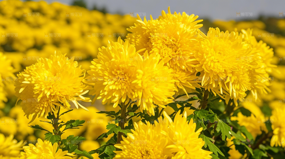 金丝皇菊产地