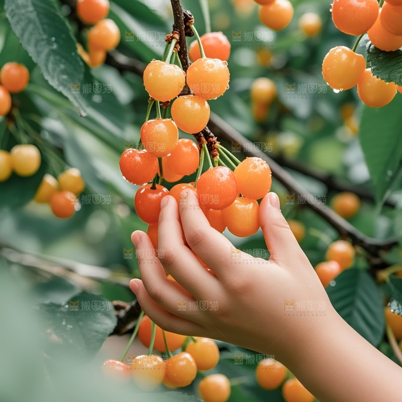 黄蜜樱桃