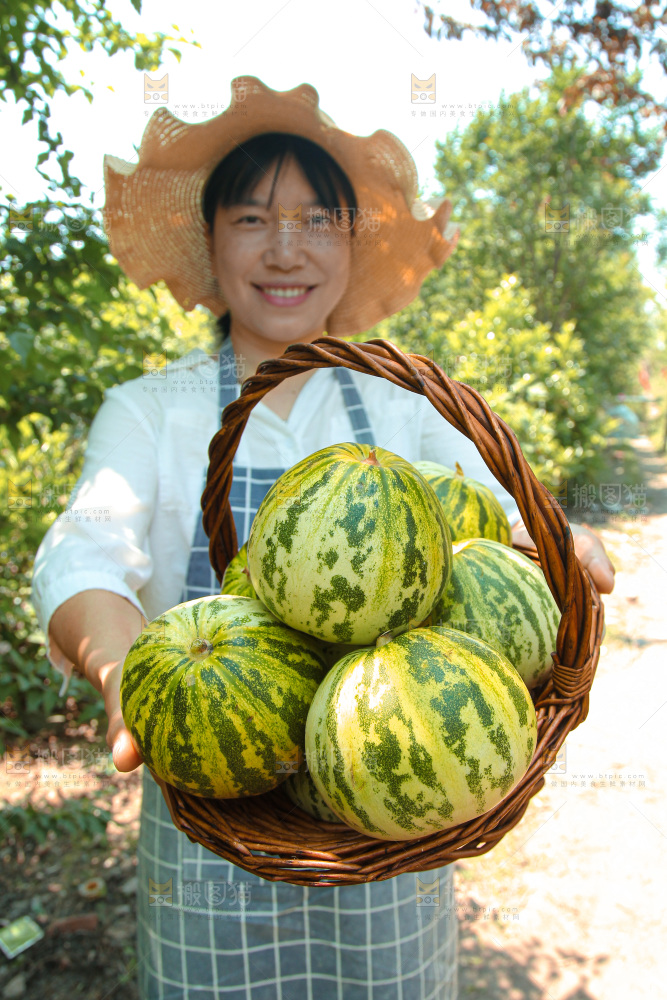 花蕾甜瓜