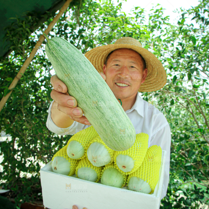 羊角蜜甜瓜