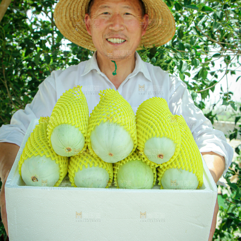 羊角蜜甜瓜