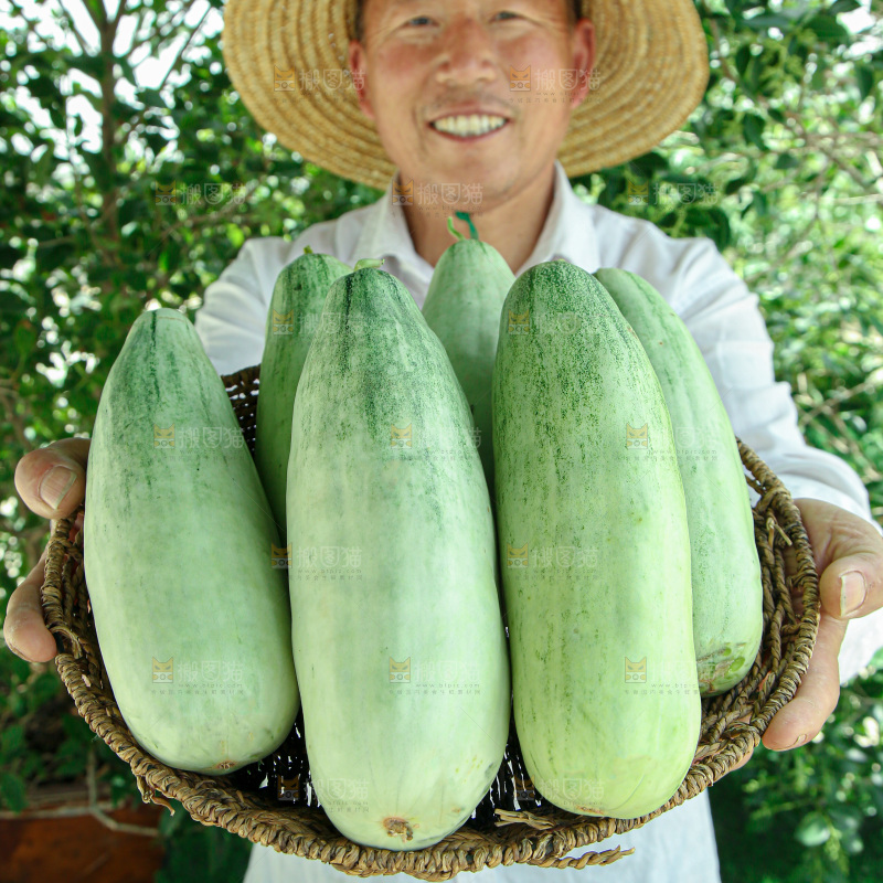 羊角蜜甜瓜