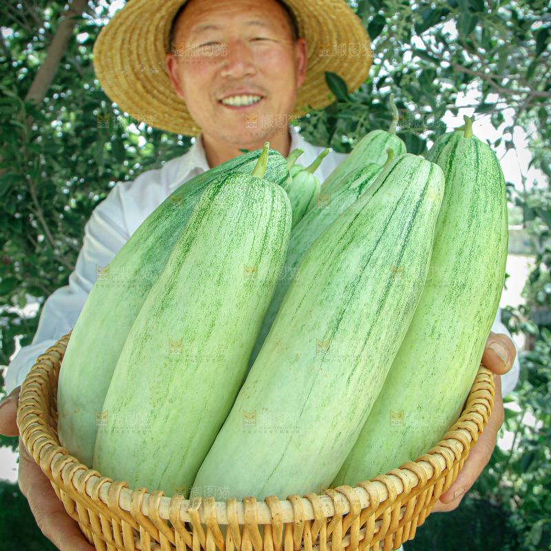 羊角蜜甜瓜
