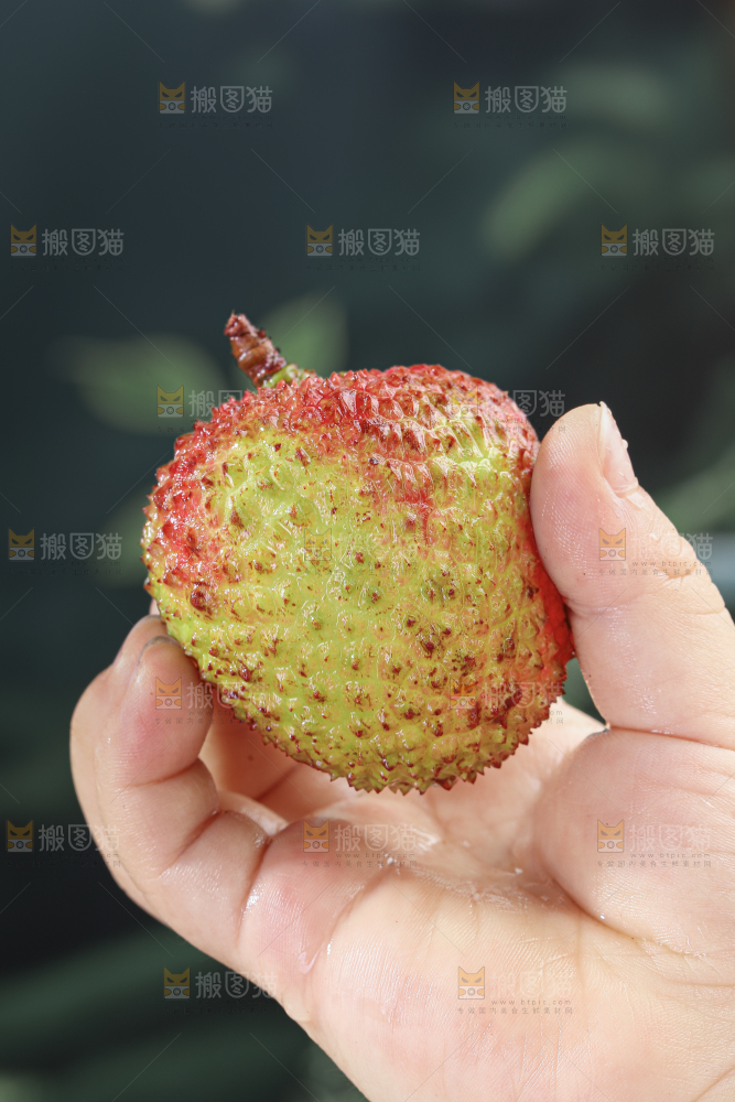 妃子笑荔枝