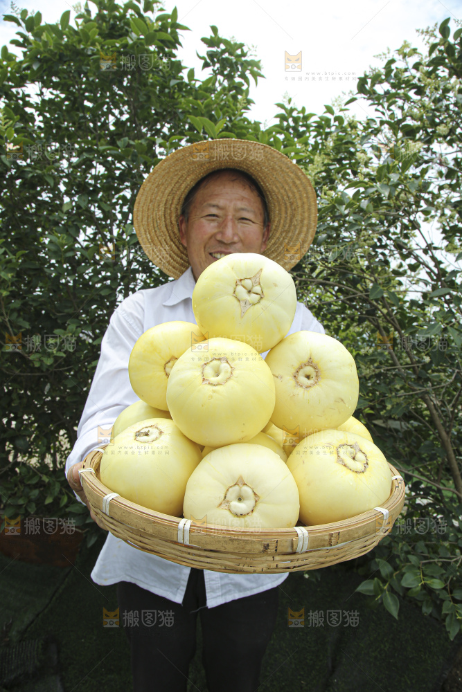 小蜜蜂甜瓜