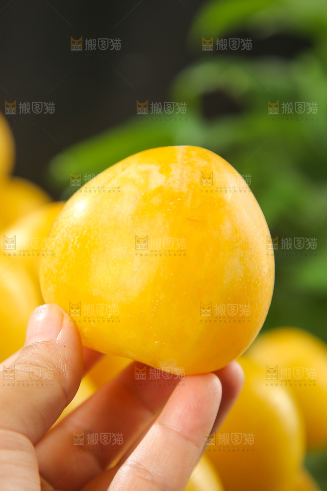 桃花李