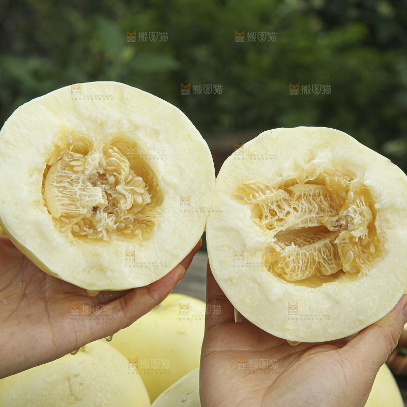 小蜜蜂甜瓜