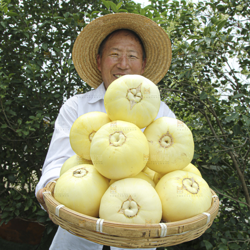 小蜜蜂甜瓜