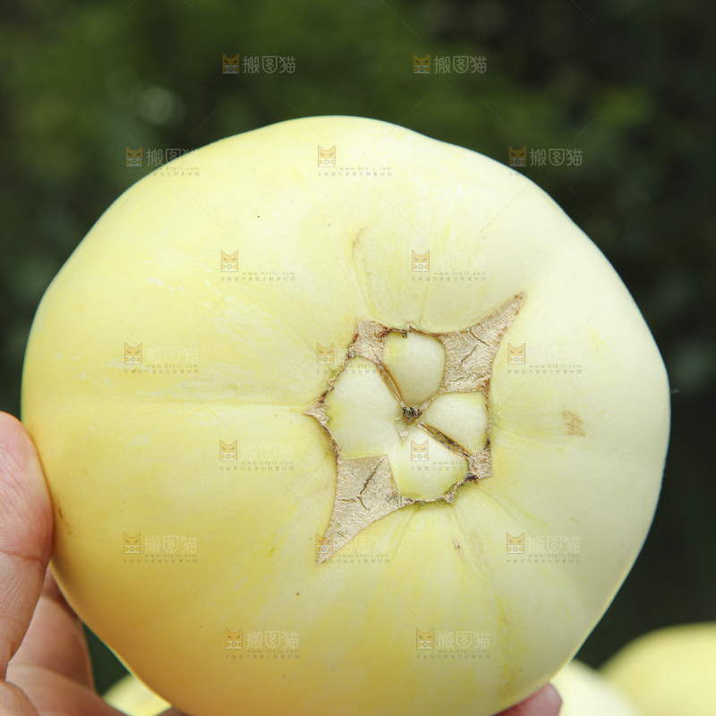 小蜜蜂甜瓜