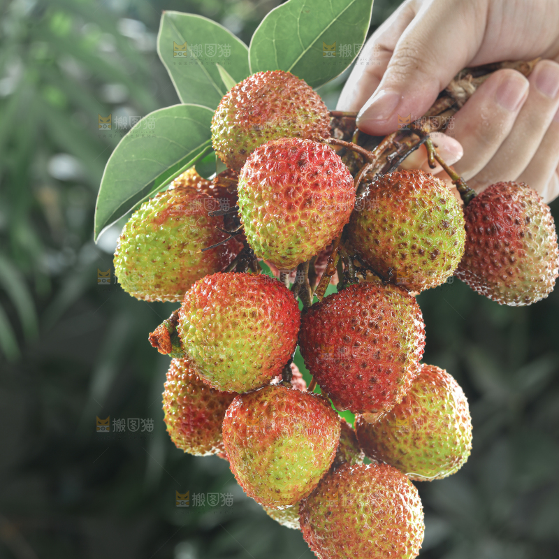 妃子笑荔枝