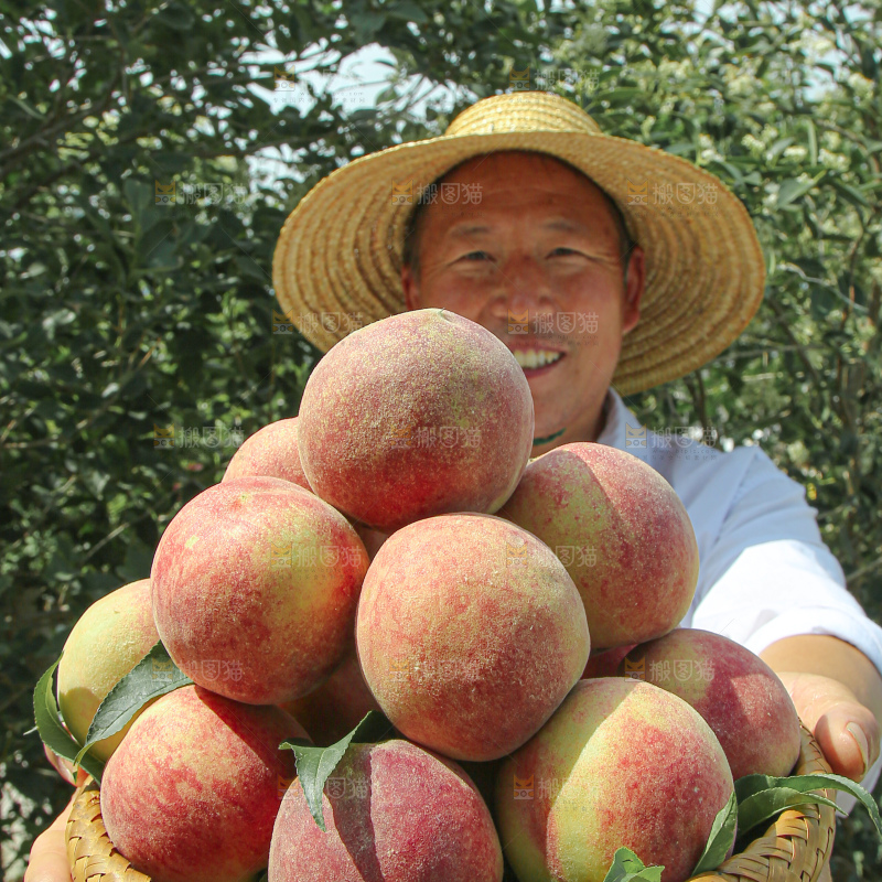水蜜桃