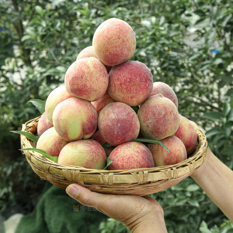 水蜜桃