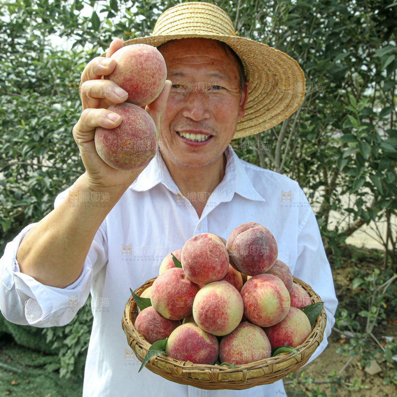 水蜜桃