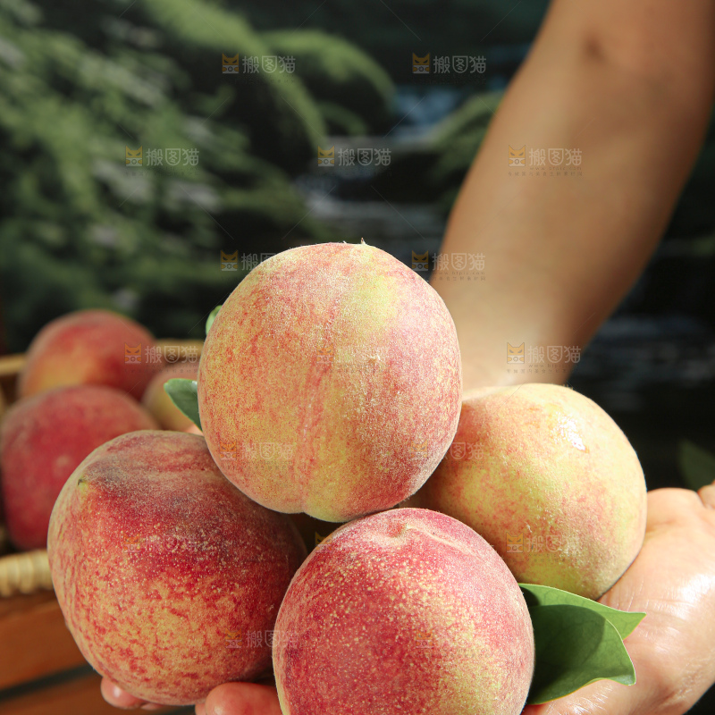 水蜜桃