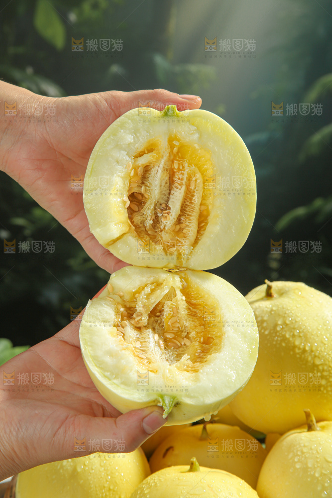 小蜜蜂甜瓜