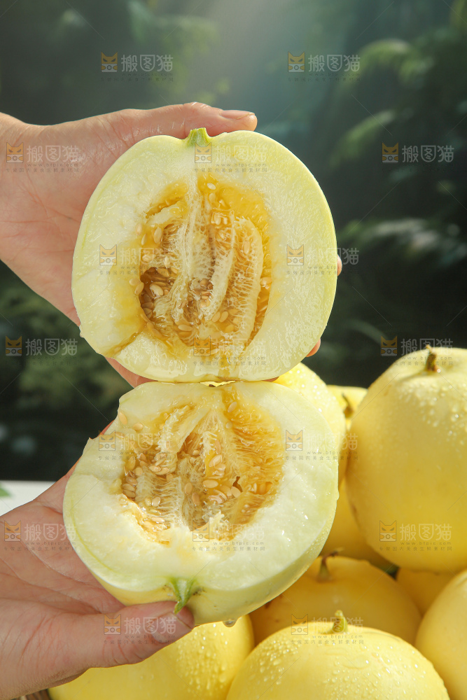 小蜜蜂甜瓜