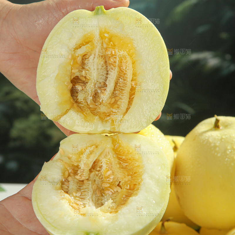 小蜜蜂甜瓜