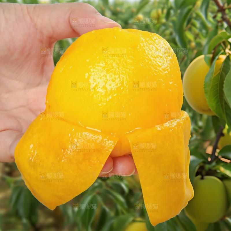 黄毛桃