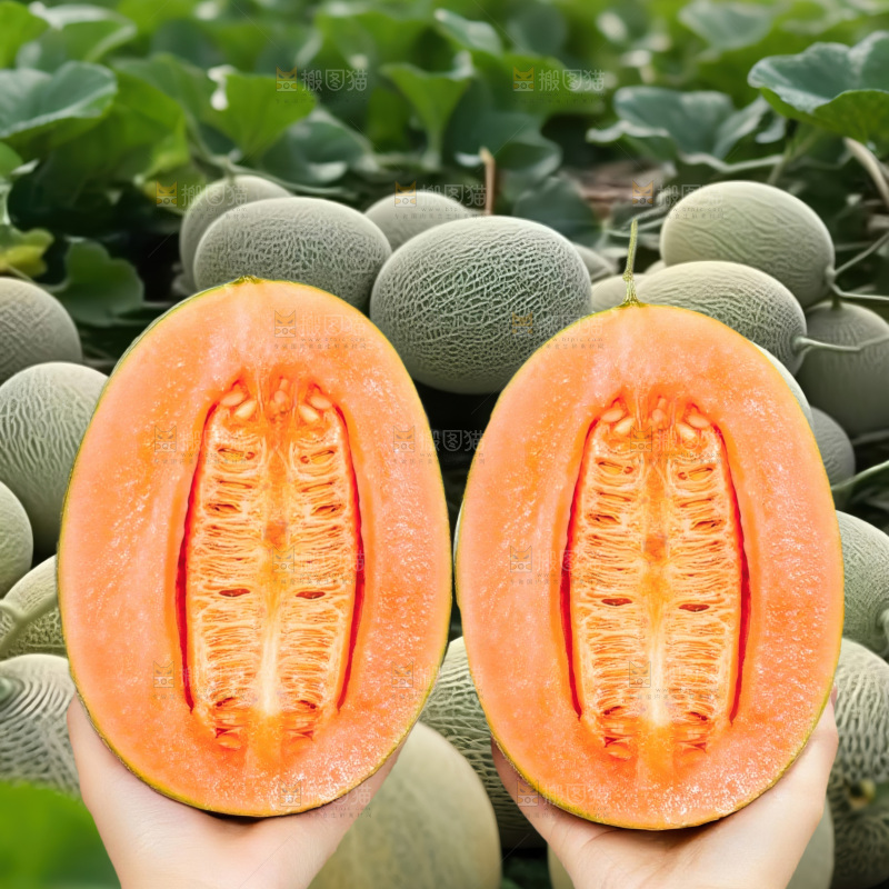 哈密瓜