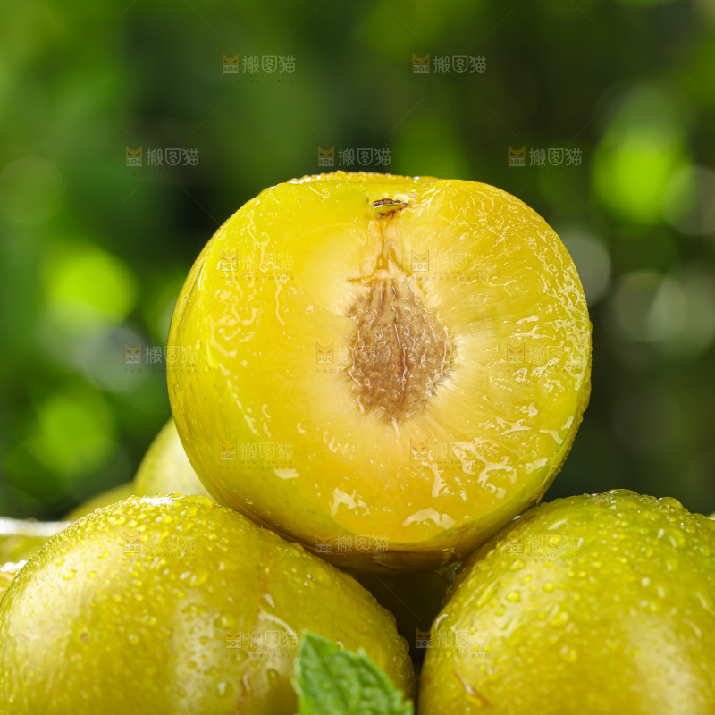 蜂糖李