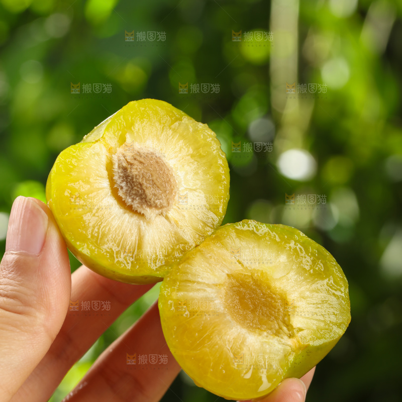 蜂糖李