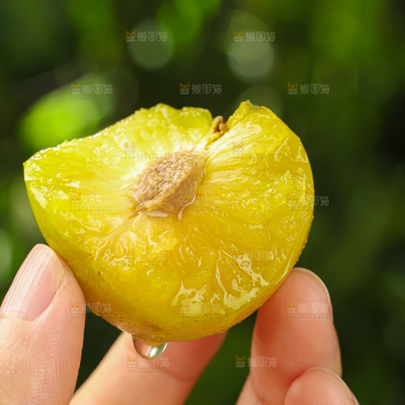 蜂糖李