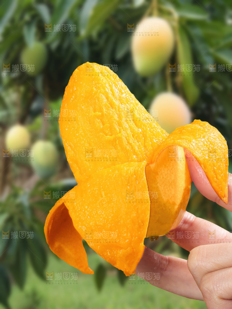 大台芒