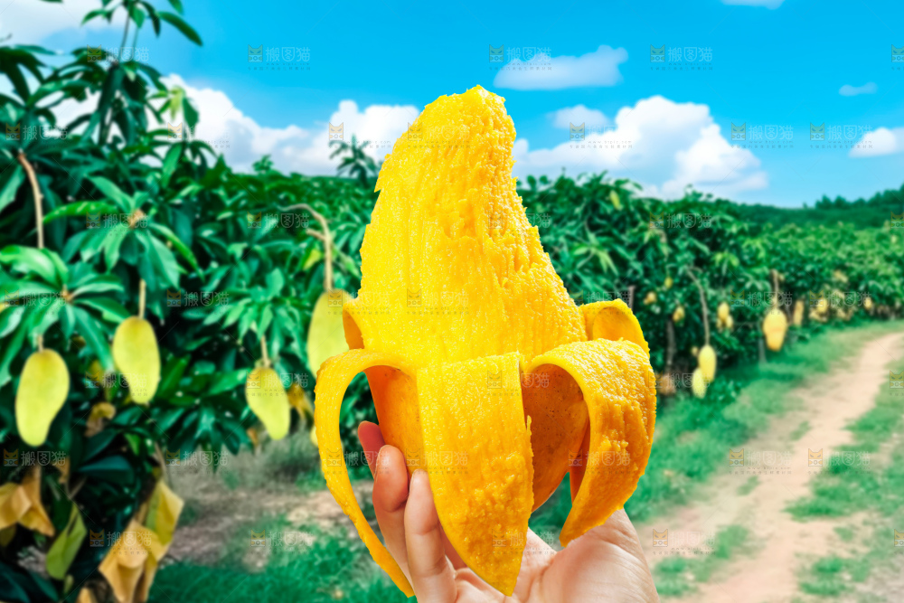 金煌芒