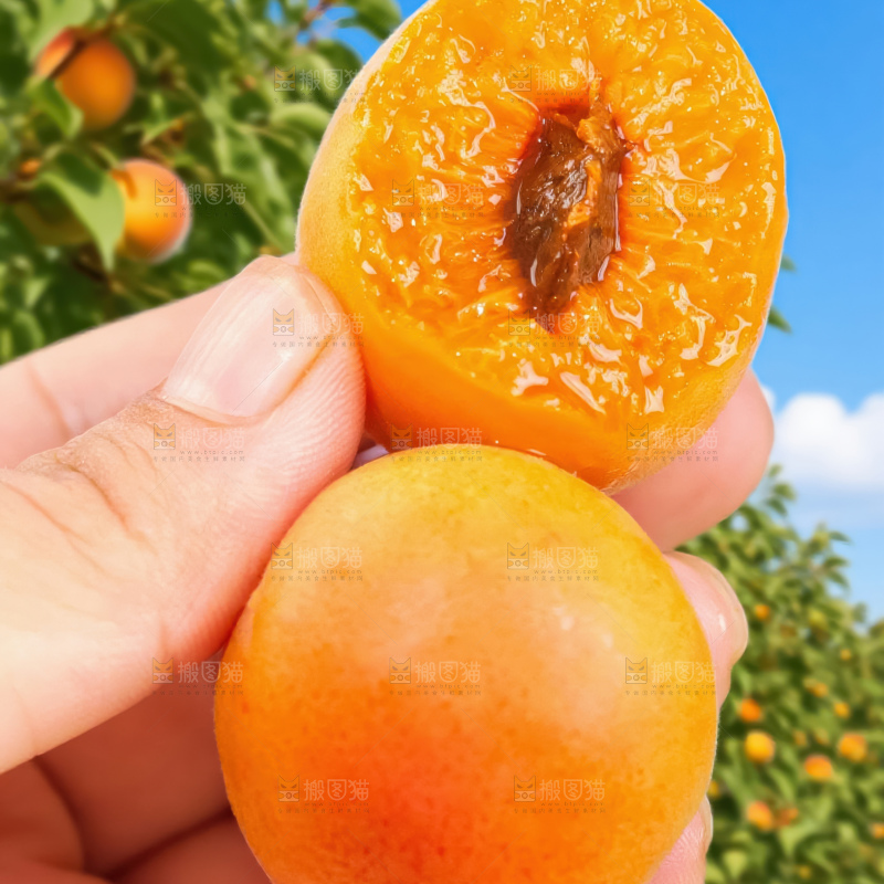 小红杏