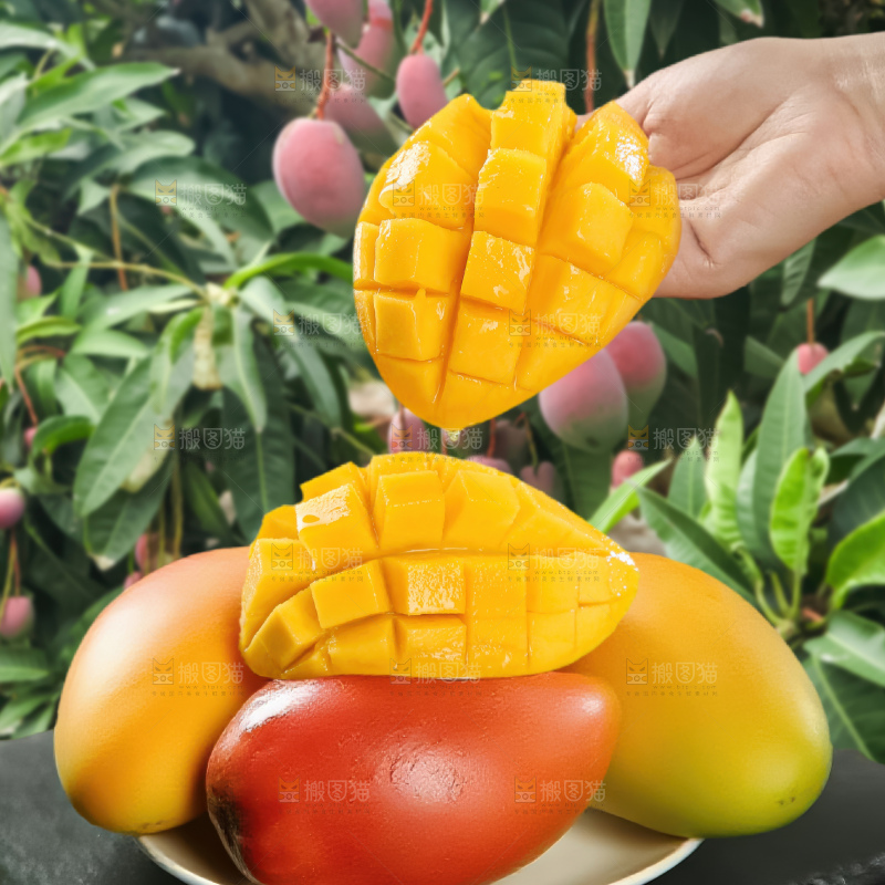 贵妃芒