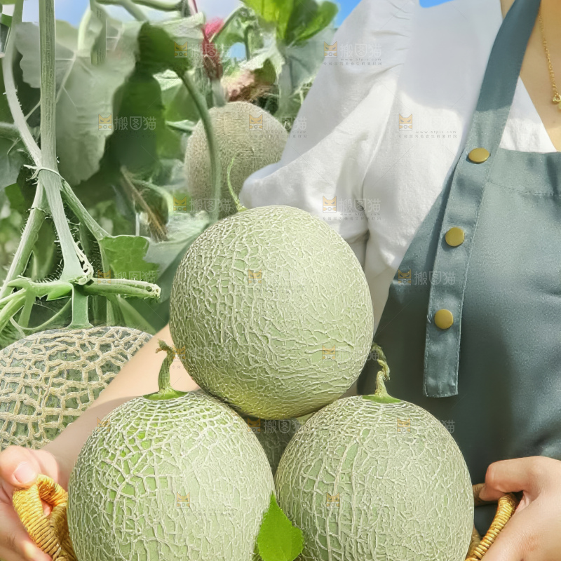 网纹蜜瓜