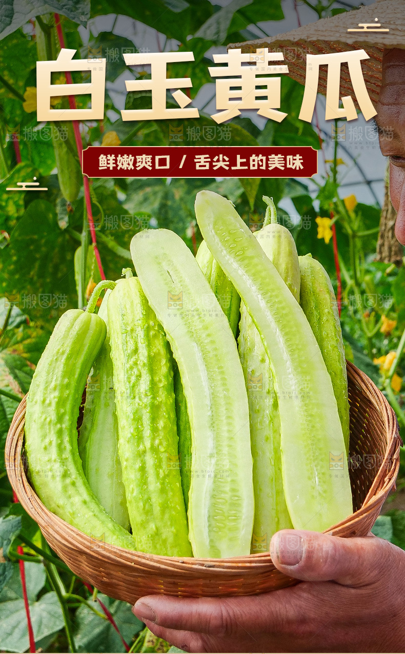 白玉黄瓜详情页