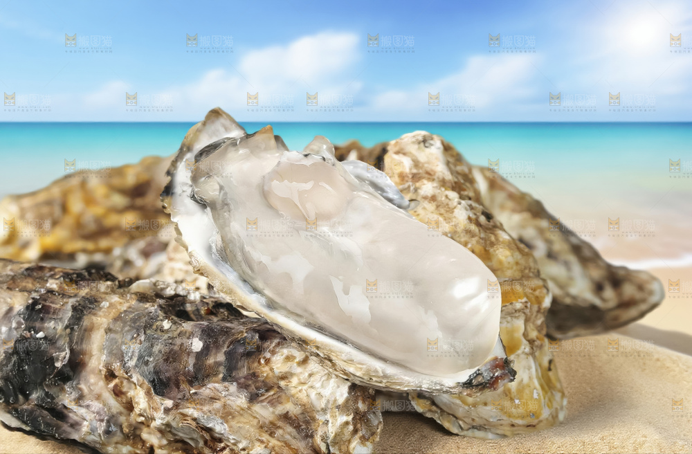生蚝