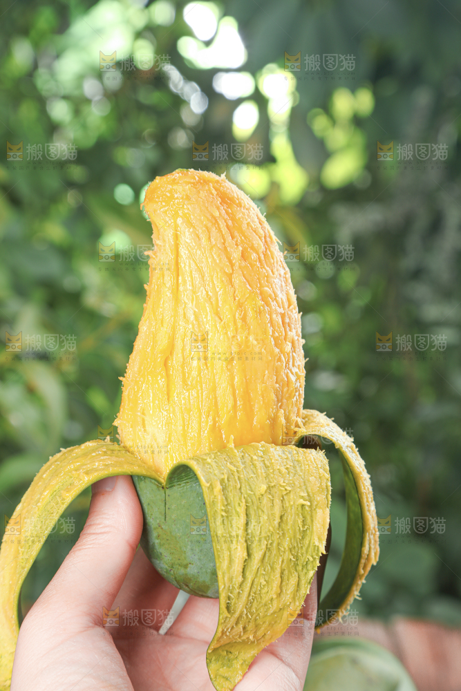 桂七芒
