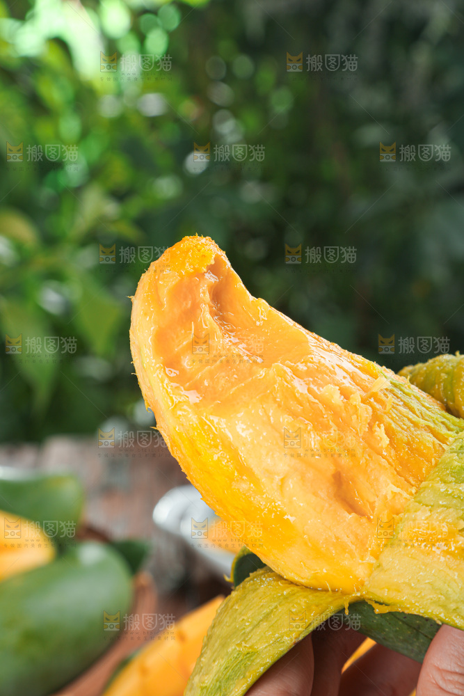 桂七芒