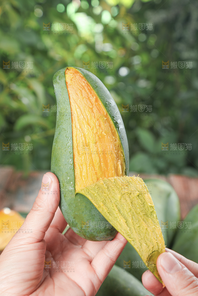 桂七芒