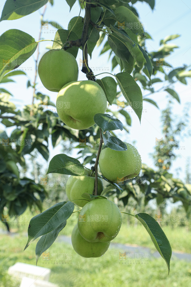脆蜜梨