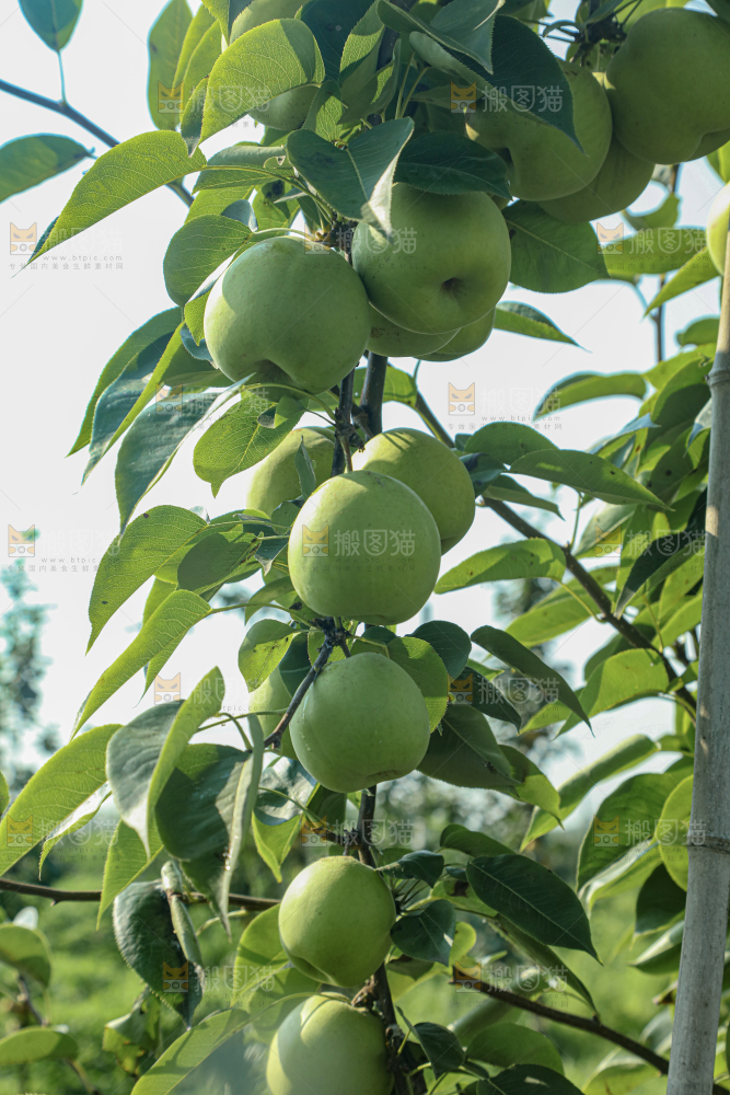 脆蜜梨