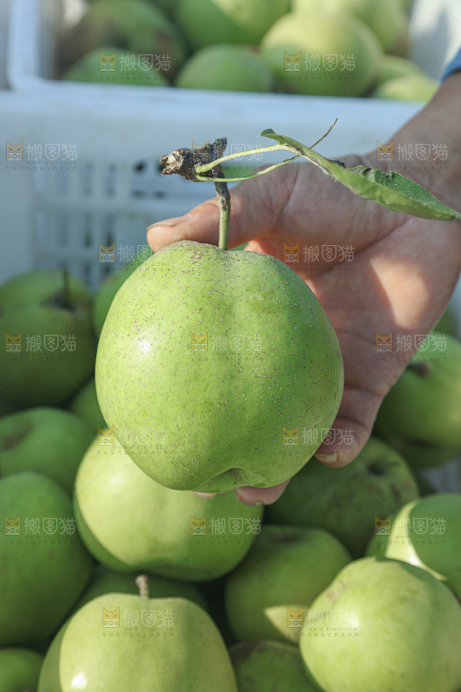 脆蜜梨