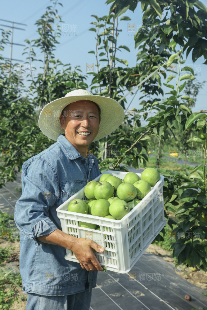 脆蜜梨