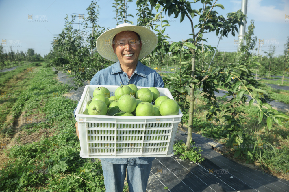 脆蜜梨