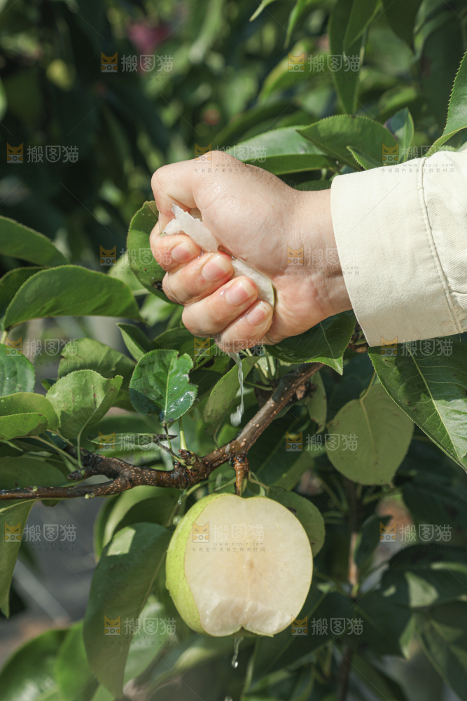脆蜜梨