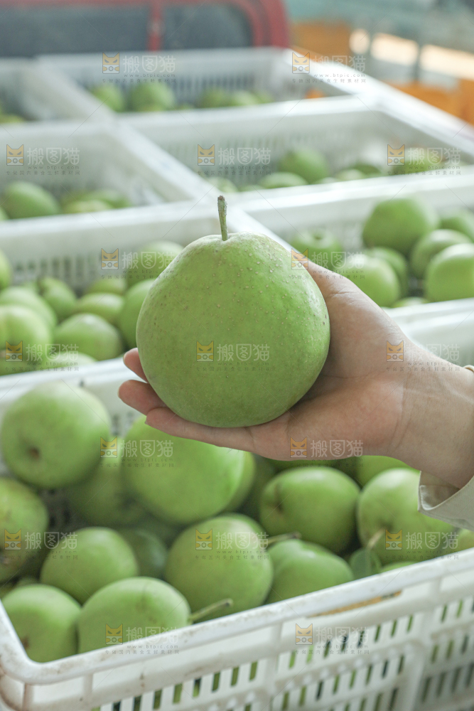 脆蜜梨