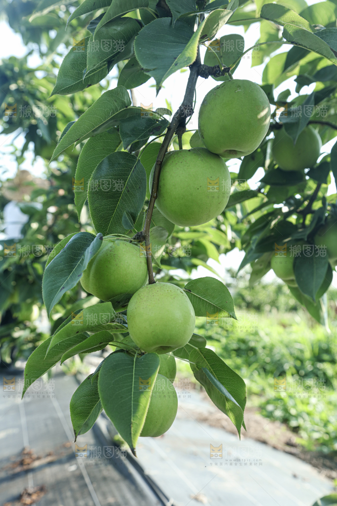 脆蜜梨
