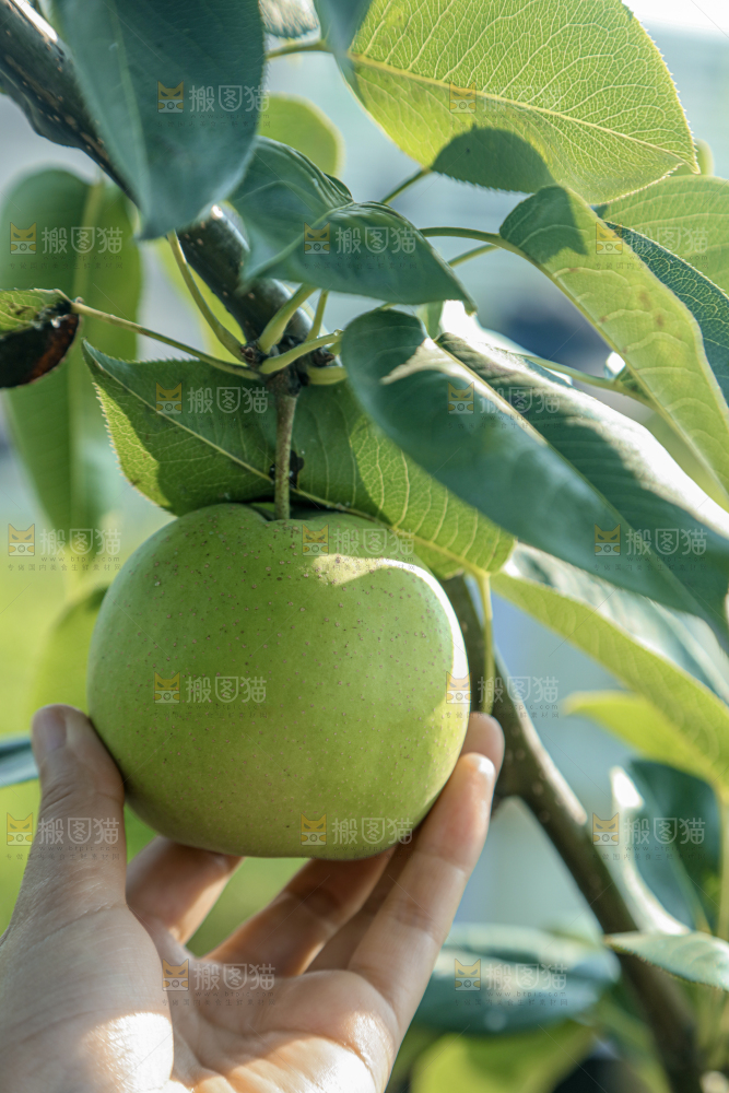 脆蜜梨