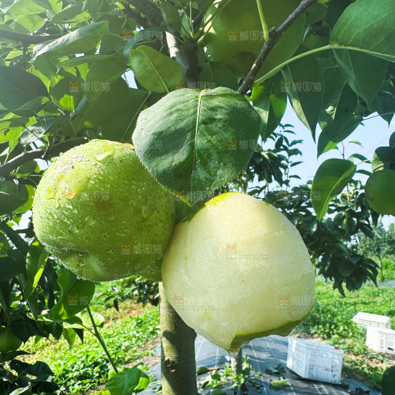 脆蜜梨