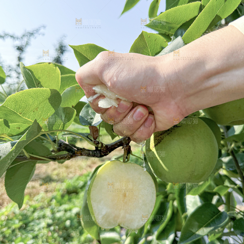 脆蜜梨