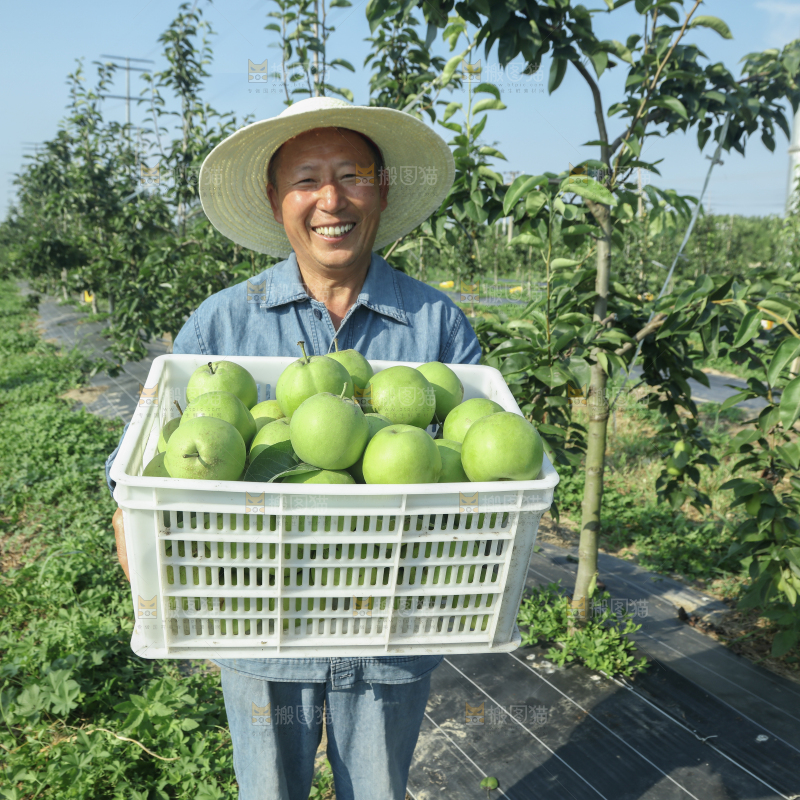 脆蜜梨